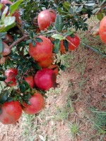 All Seasonal Fruits - Fresh Delights for Global Markets