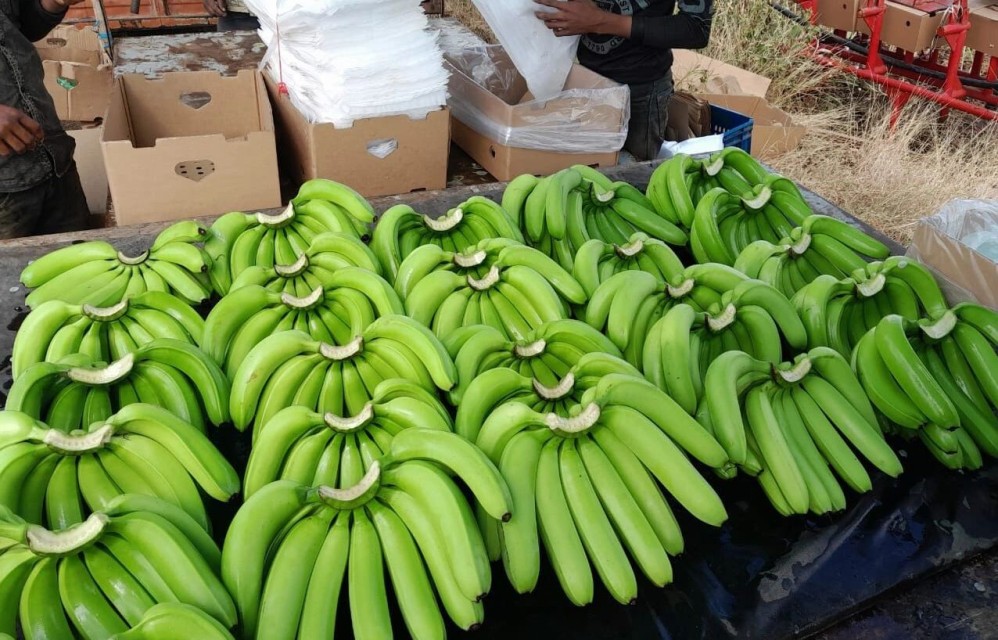 G9 Cavendish Banana - Quality Wholesale Supplier