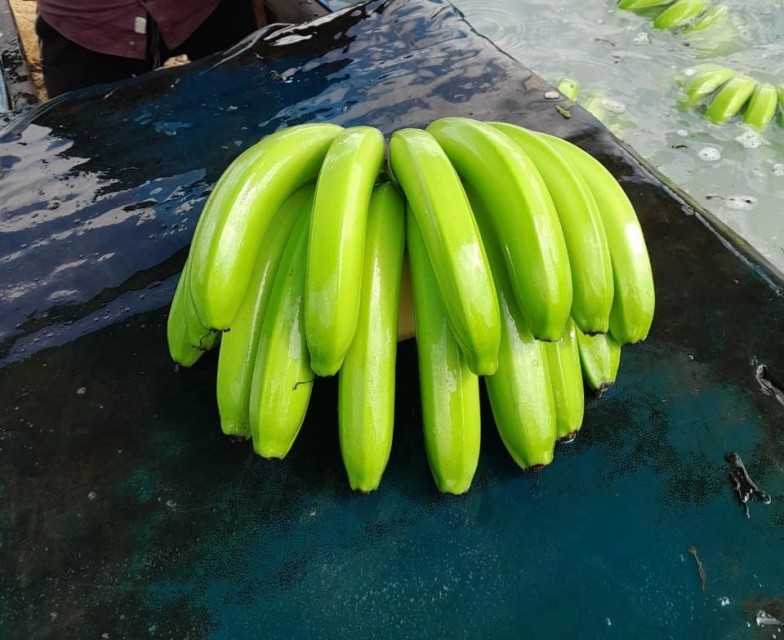 G9 Cavendish Banana - Quality Wholesale Supplier