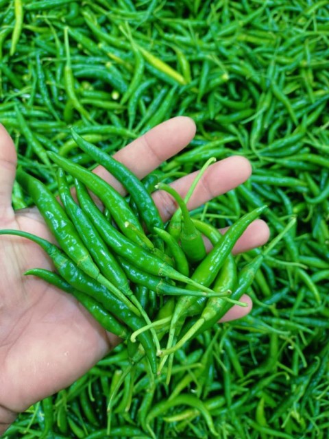 Premium G-4 Green Chili - Best Wholesale Prices from Jai Kisan Traders