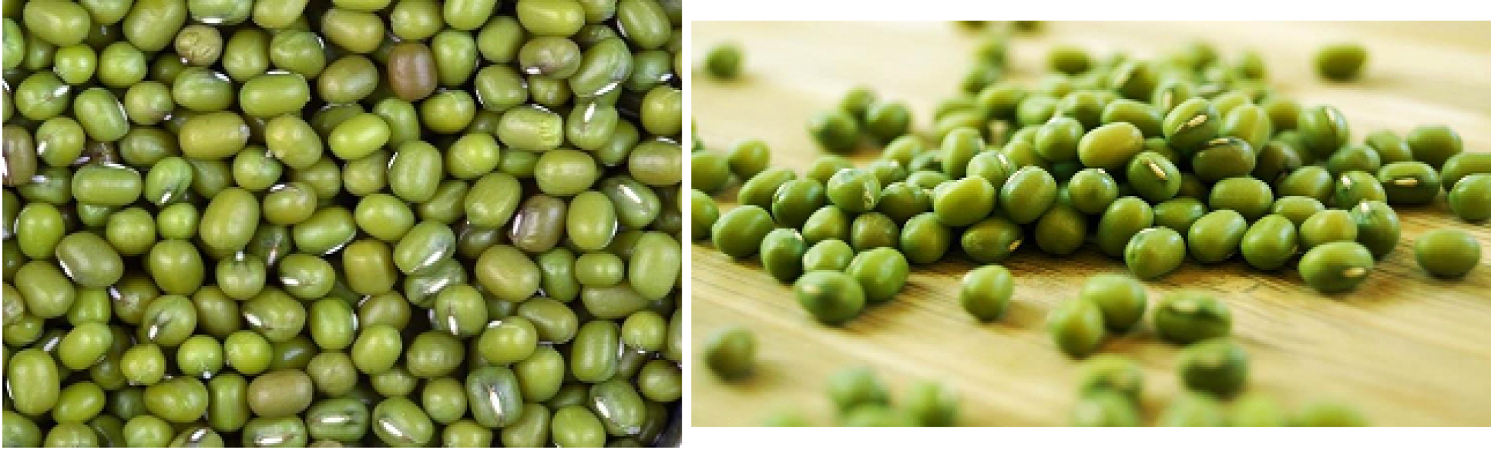 Premium Green Mung Beans - Quality Agro & Agriculture Supply