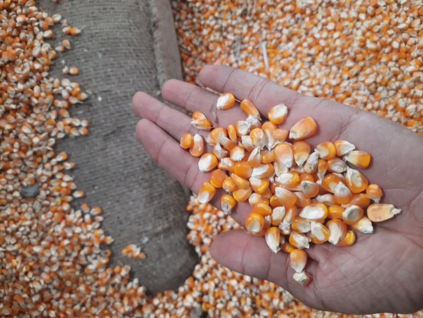 Indian Yellow Maize for Wholesale - Quality Seeds, Direct from Manufacturer