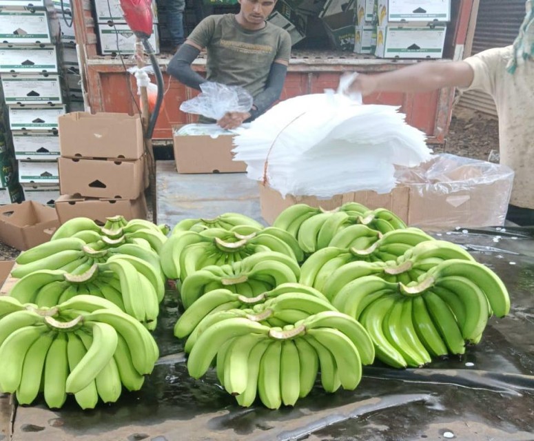 Premium Indian Raw Bananas - G9 Grade, Green, 5-7 Size