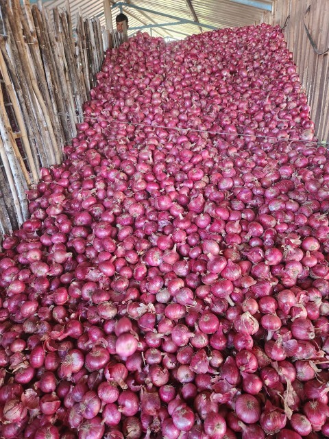Indian Red Fresh Onion - Wholesale Rates