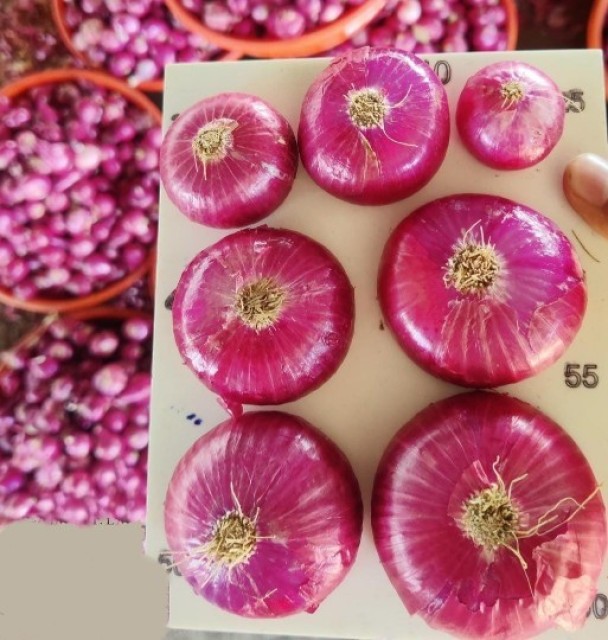 Indian Red Fresh Onion - Wholesale Rates