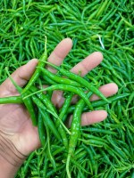 Premium G-4 Green Chili - Best Wholesale Prices from Jai Kisan Traders