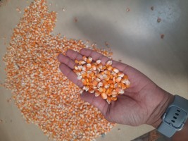 Indian Yellow Maize for Wholesale - Quality Seeds, Direct from Manufacturer