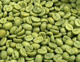 Premium Grade A-Screen Rubusta Coffee Green Beans
