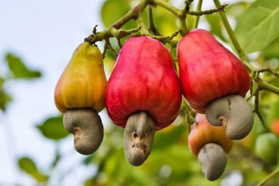Organic Ghana Cashew Nuts - Best Quality, Wholesale Rates