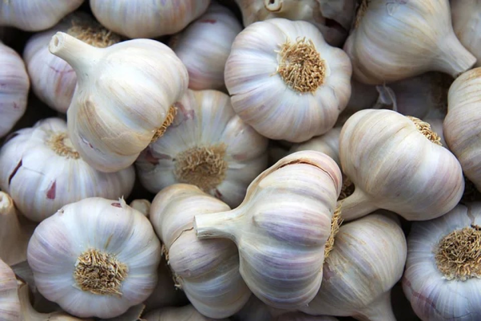 Indian Fresh Garlic - Aromatic Bulb for Culinary & Health Benefits