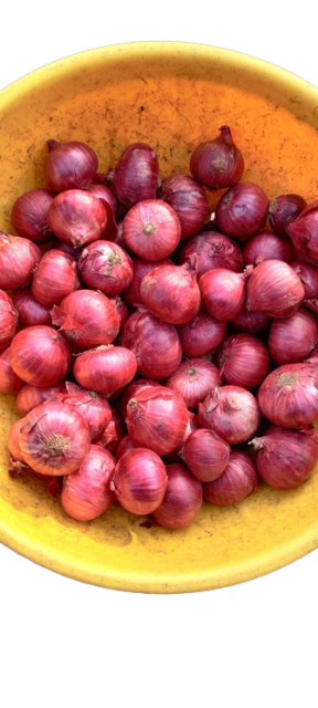 All Types of Onion - Red, Yellow, White
