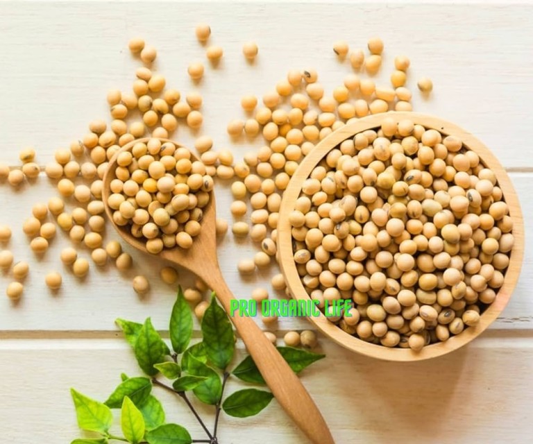 Indian Soybean Seeds High-Protein, Versatile Agro Delight