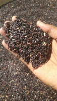 Premium Indian Black Rice - Nutrient-Rich Delight for Culinary Creativity