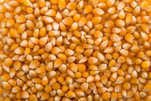 Indian Yellow Maize (Corn) - Versatile & Nutritious Grain