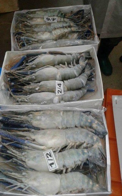 Premium Bangladeshi Shrimp & Seafood Selection