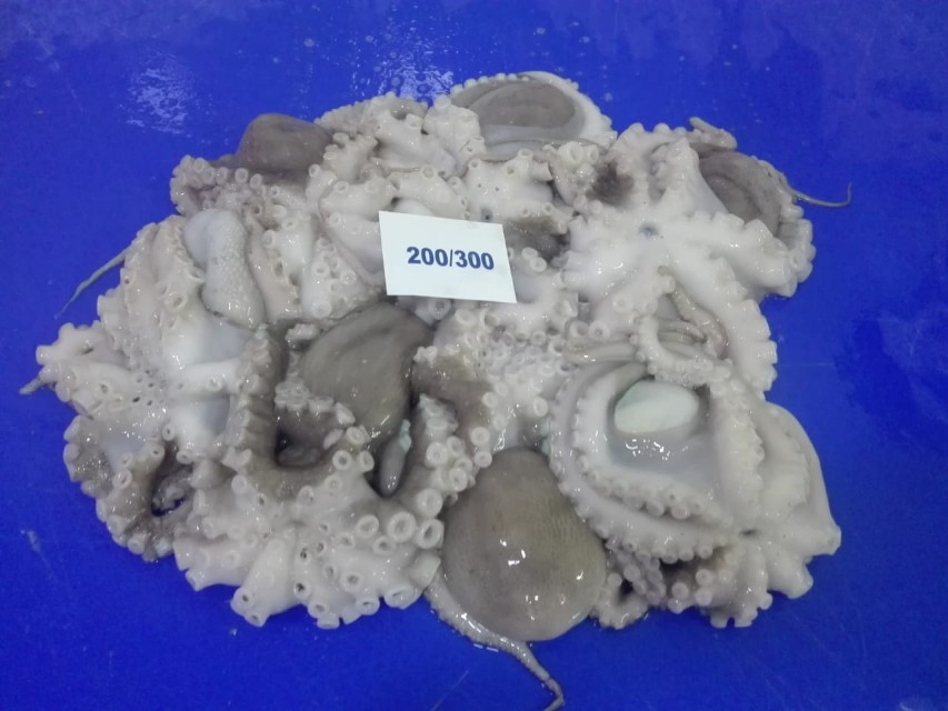 Indian Frozen Octopus - Quality Supplier Rates