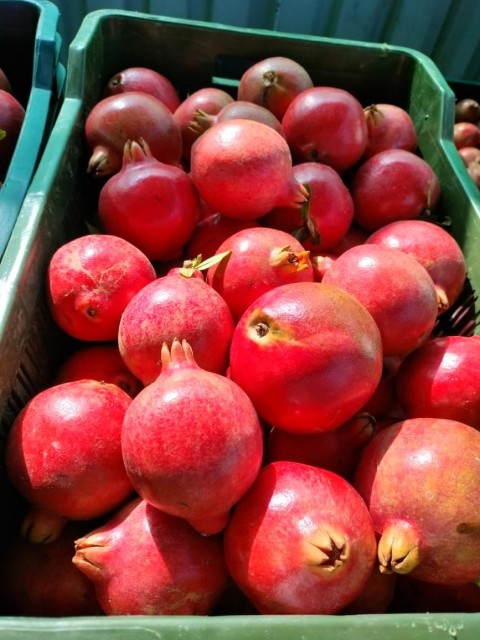 Premium Indian A Grade Pomegranates - Wholesale Supplier