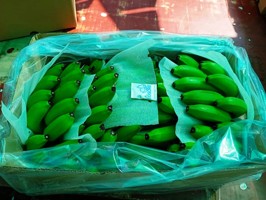 Premium Quality A Grade G9 Green Cavendish Banana from India