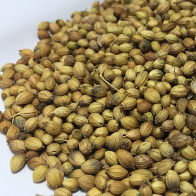 Indian Coriander Seed - Premium Quality Spices