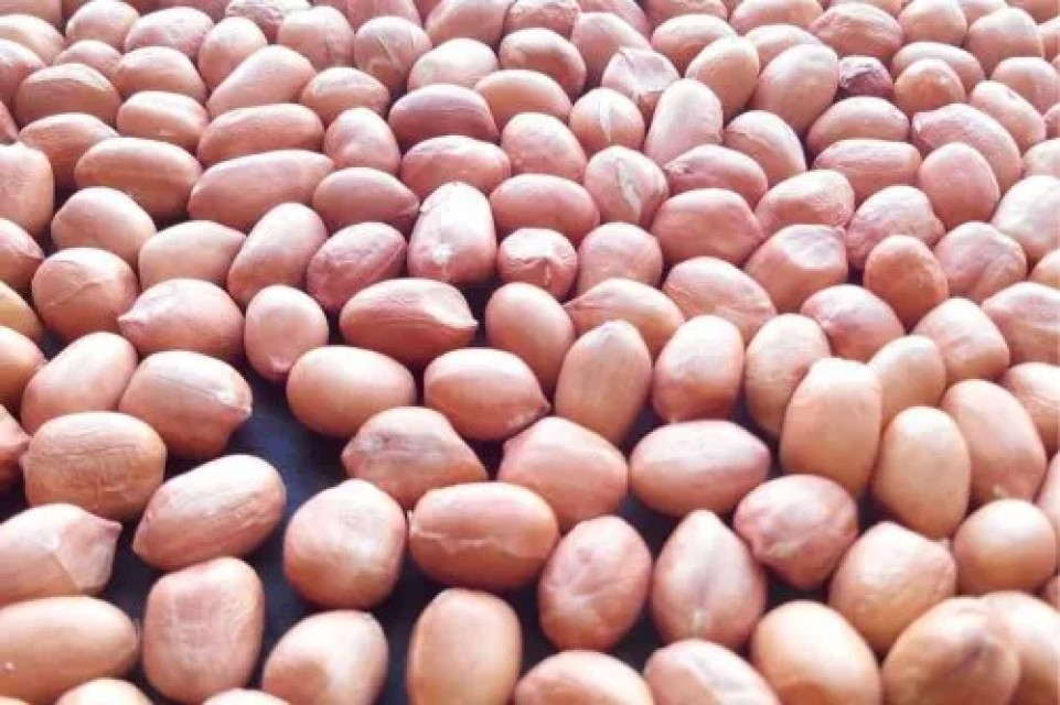 Premium Quality Indian Peanuts for Wholesale