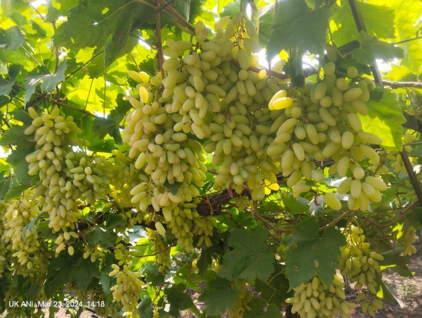Premium Indian Seedless Grapes - Wholesale Export Supplier