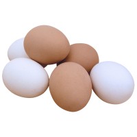 Broiler Hatching Eggs - Cobb 500 & Ross 308 from Brazil Frozen Chicken Exporters