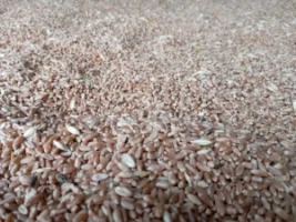 Premium Quality Kazakhstan Crop 2023 Feed Barley