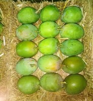 Premium Indian Alphonso Mangoes - Wholesale Supplier TGS Exim