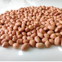Premium Quality Indian Peanuts for Wholesale