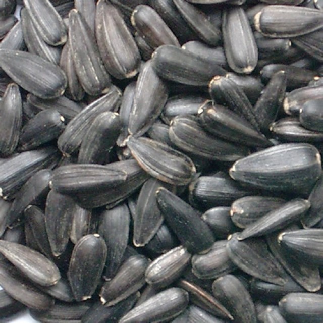 Premium Indian Black Sunflower Seed