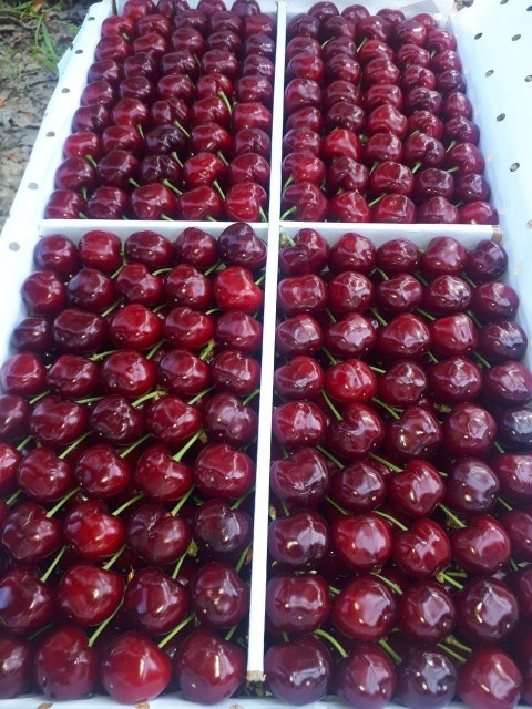 Uzbekistan Fresh Cherry - Premium Wholesale Export