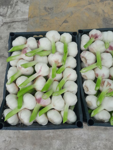 Uzbekistan Garlic Export - Premium Quality Wholesale Offer
