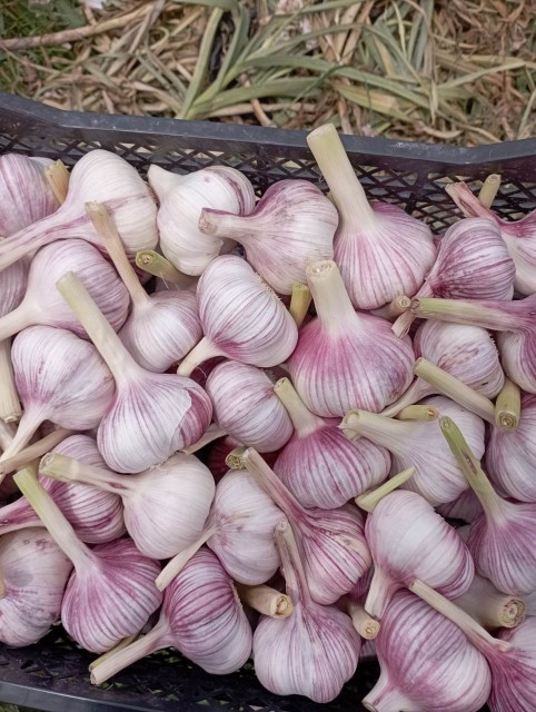 Uzbekistan Garlic Export - Premium Quality Wholesale Offer