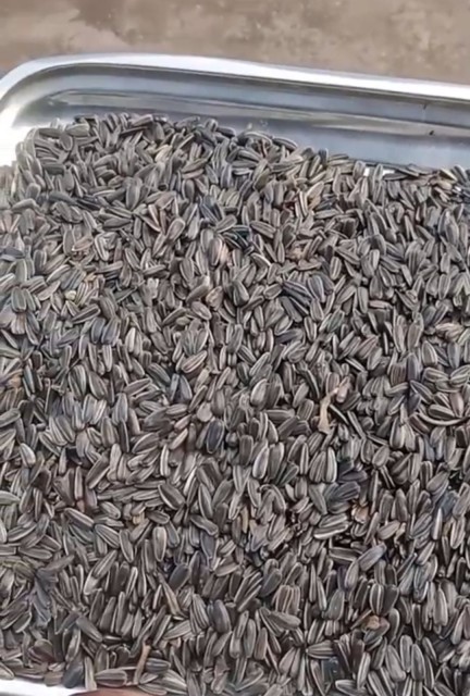 Wholesome Striped Sunflower Seeds from India