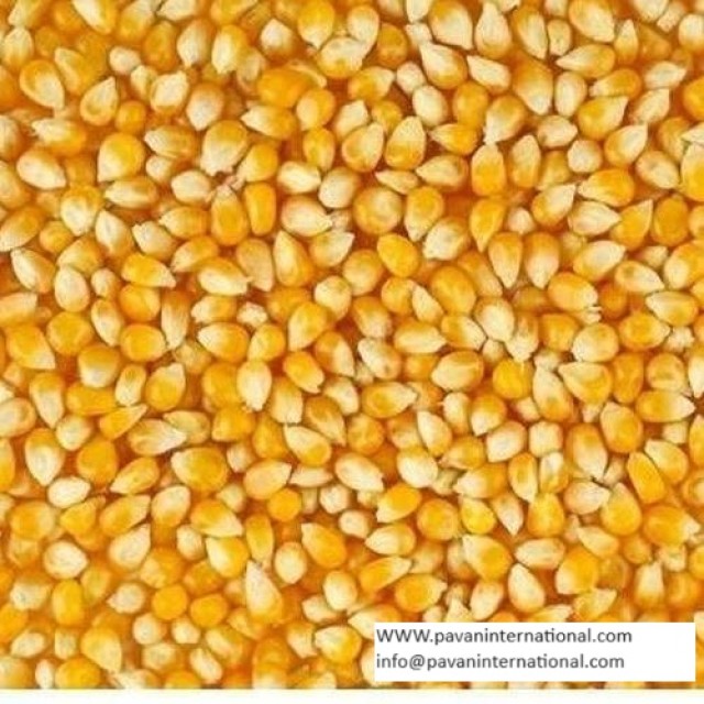 Premium Yellow Maize for Animal Feed and Industrial Use