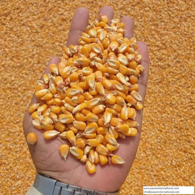 Premium Yellow Maize for Animal Feed and Industrial Use