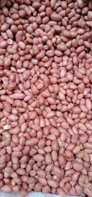 Premium Peanuts - Wholesale Suppliers from India for Best Rates