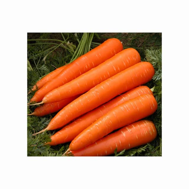 Best Price Carrots for Sale - Competitive Rates for Wholesale Fresh Carrots Available