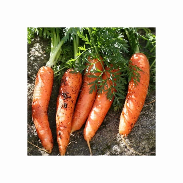 Fresh Carrots Available in Bulk – Direct Supplier from Netherlands