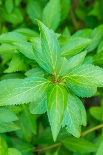 Organic Mentha Arvensis Leaf Dry - Bulk Supplier from India for Aromatherapy & Teas