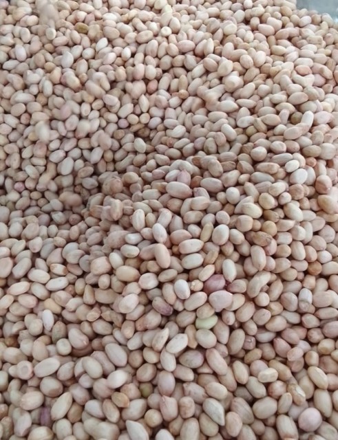 High Oleic Peanut Kernels – Wholesale Price, Supplier India