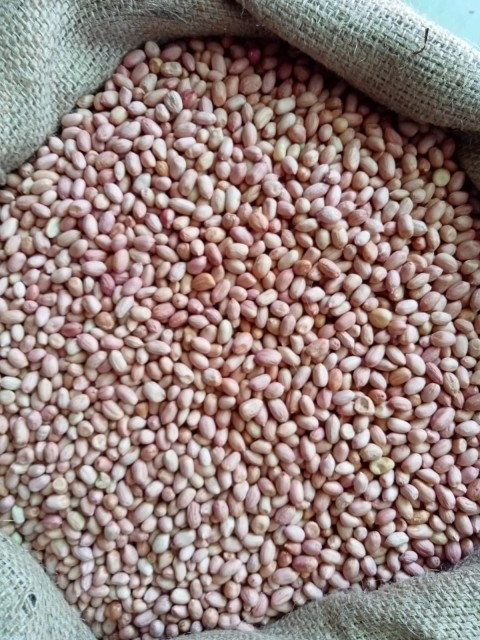 High Oleic Peanut Kernels – Wholesale Price, Supplier India