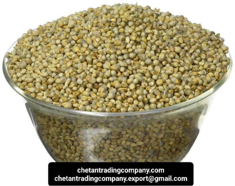 High-Quality Pearl Millet (Bajra) - Wholesale Supplier