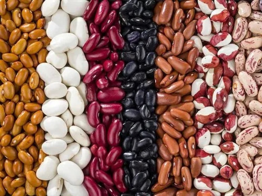 Premium Kidney Beans - Wholesale Agro Supplier