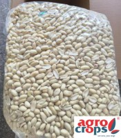 Blanched Whole Peanut Wholesale Supplier - Best Price & Quality