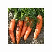 Fresh Carrots Available in Bulk – Direct Supplier from Netherlands