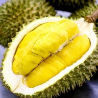 Frozen Durian Wholesale Price, Bulk Rate