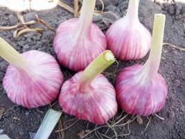 Red Garlic Wholesale from Uzbekistan