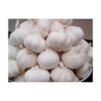 Fresh Peeled Garlic Wholesale Supplier at Cheap Price