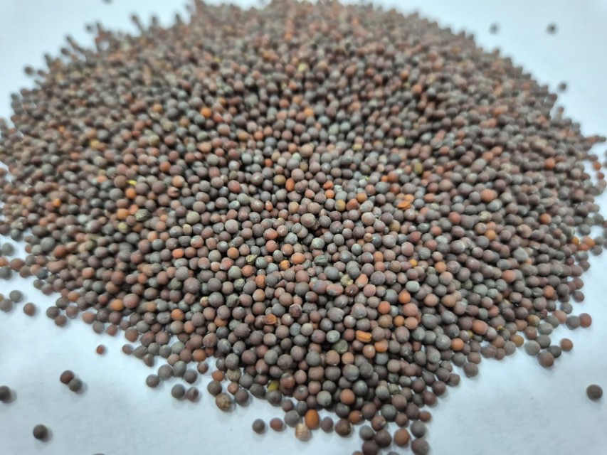 Black Mustard Seeds Bulk Wholesale - Premium Quality